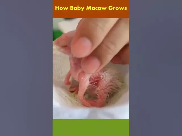 Baby Macaw Growth #Shorts