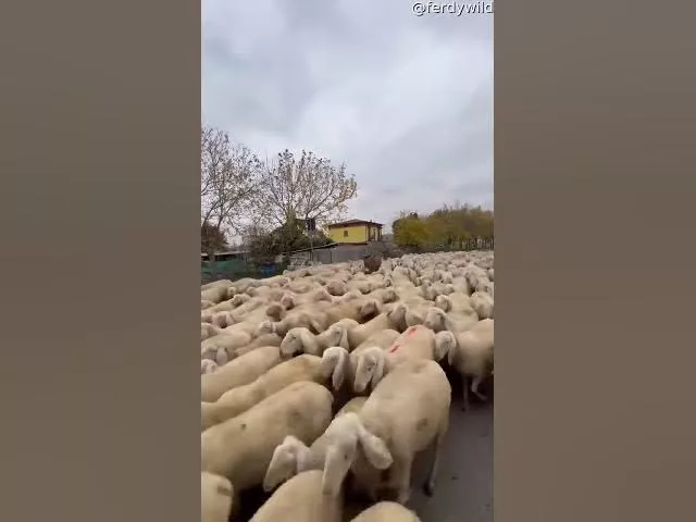 A River of Sheep Flood the Streets || ViralHog