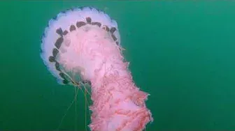 Giant purple-striped jellyfish