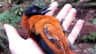 Holding poisonous Hooded Pitohui bird