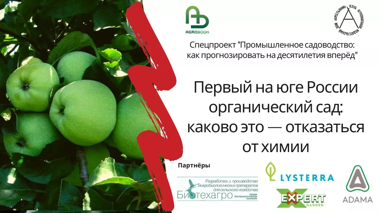 Первый на юге России органический сад: каково это отказаться от химии