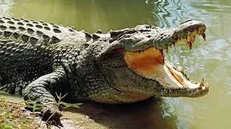 Crocodile Sounds  and Pictures for Teaching ~ Learn the Sound a Crocodile Makes