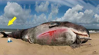 海岸に打ち上げられたクジラの死骸。解剖してみて、皆が茫然自失・・・