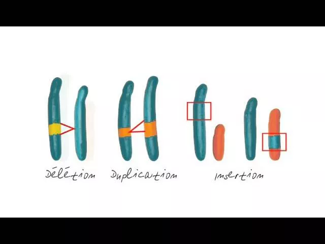 GeneABC Mutations Quelles sortes de mutations existe t il