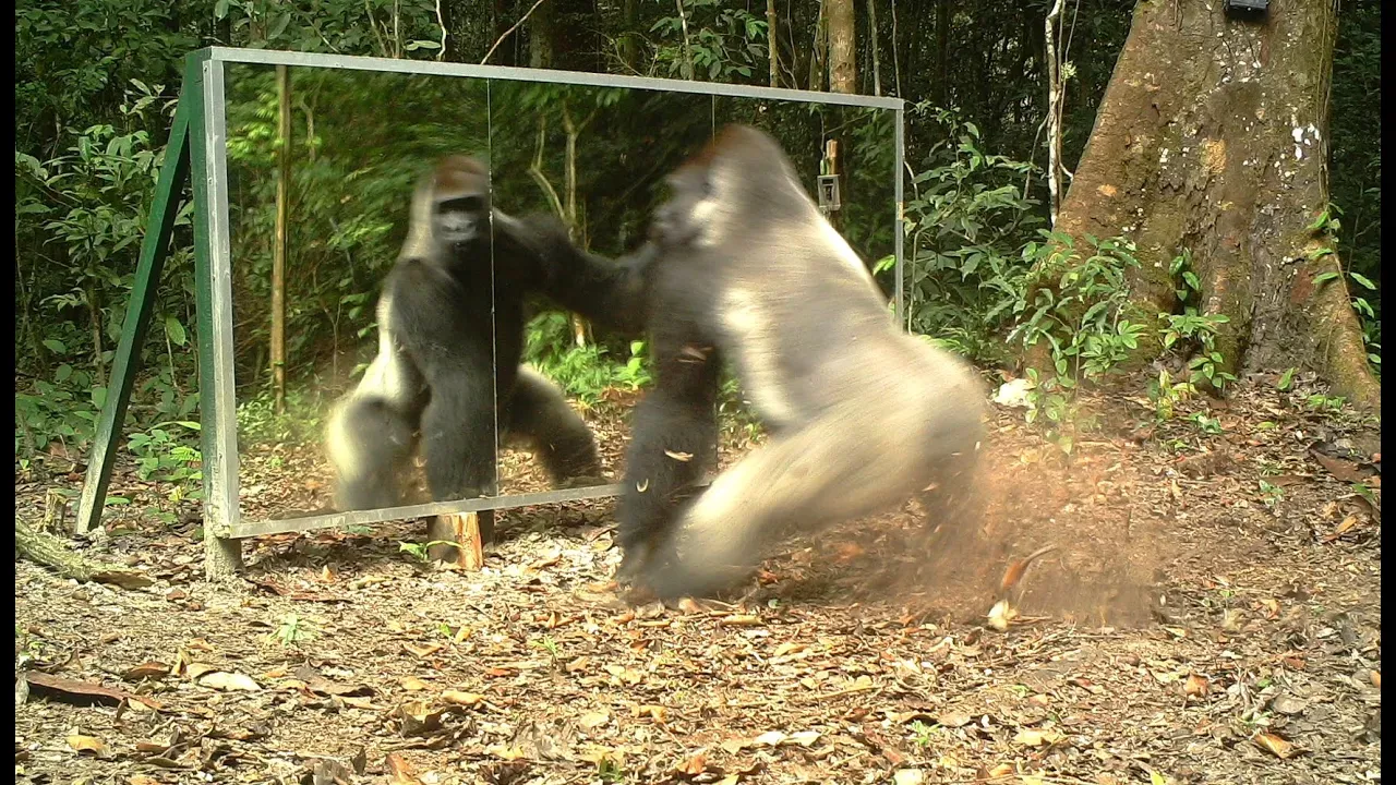 Gabon: This Silverback thinks this intruder in the mirror (his reflection) comes to steal his wives.