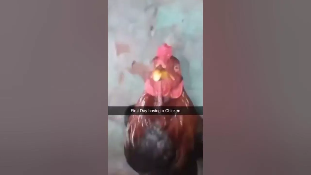 first day owning a chicken