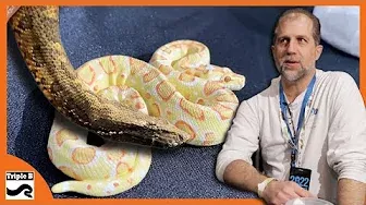 Bringing Back Rare Boa Species with Vin Russo - Triple B TV Ep.281