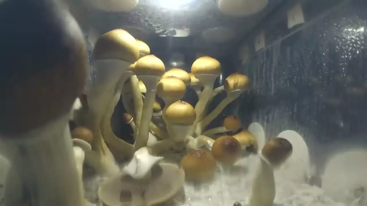 Mushroom growth timelapse