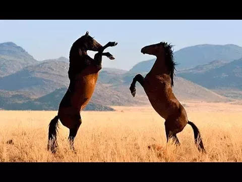 Животные мира Дикая лошадь Пустыня Намиб Запад Африки Самая засушливая Особенное место Путь пастбищ