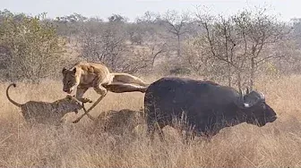3 LIONESSES bring down BUFFALO BULL. *NOT FOR SENSITIVE VIEWERS*