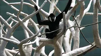 Gibbon Ape Swinging Fast & Showing Off