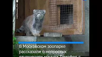 Сотрудники Московского зоопарка (совсем чуть-чуть) показали манула Тимофея