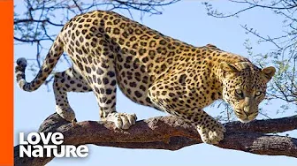Strong Leopard Climbing Up A Tree With Its Prey | Predator Perspective | Love Nature