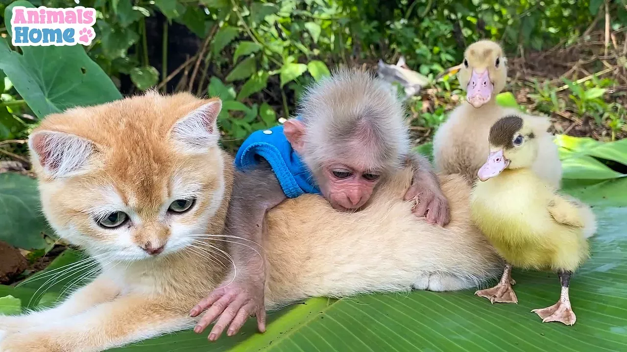Monkey BiBi plays happily with Ody cat and ducks