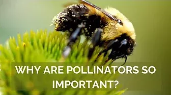 The Critical Importance of Pollinators