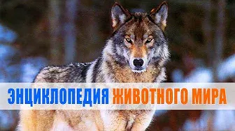 Волк (Canis lupus) | Энциклопедия животного мира