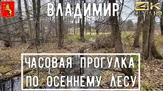 Прогулка по осеннему лесу АСМР 4К / walk through the autumn forest ASMR