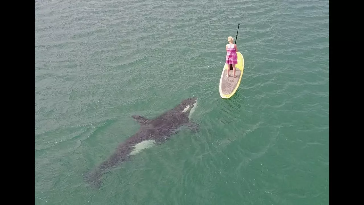Lady with orcas paddle boarding Baja California