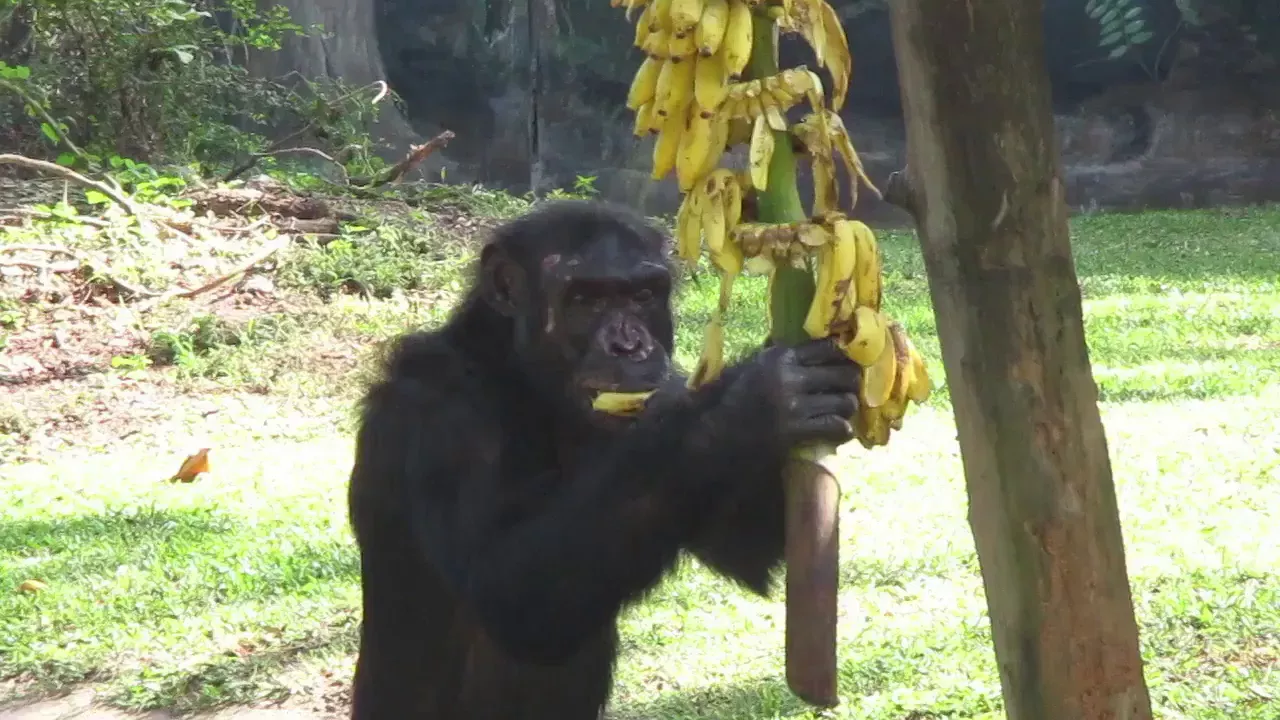 chimpanzee eating banana