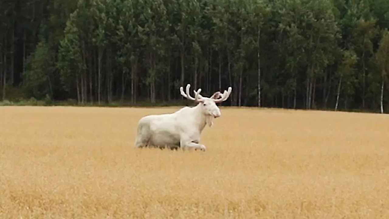 Rare white moose in Sweden