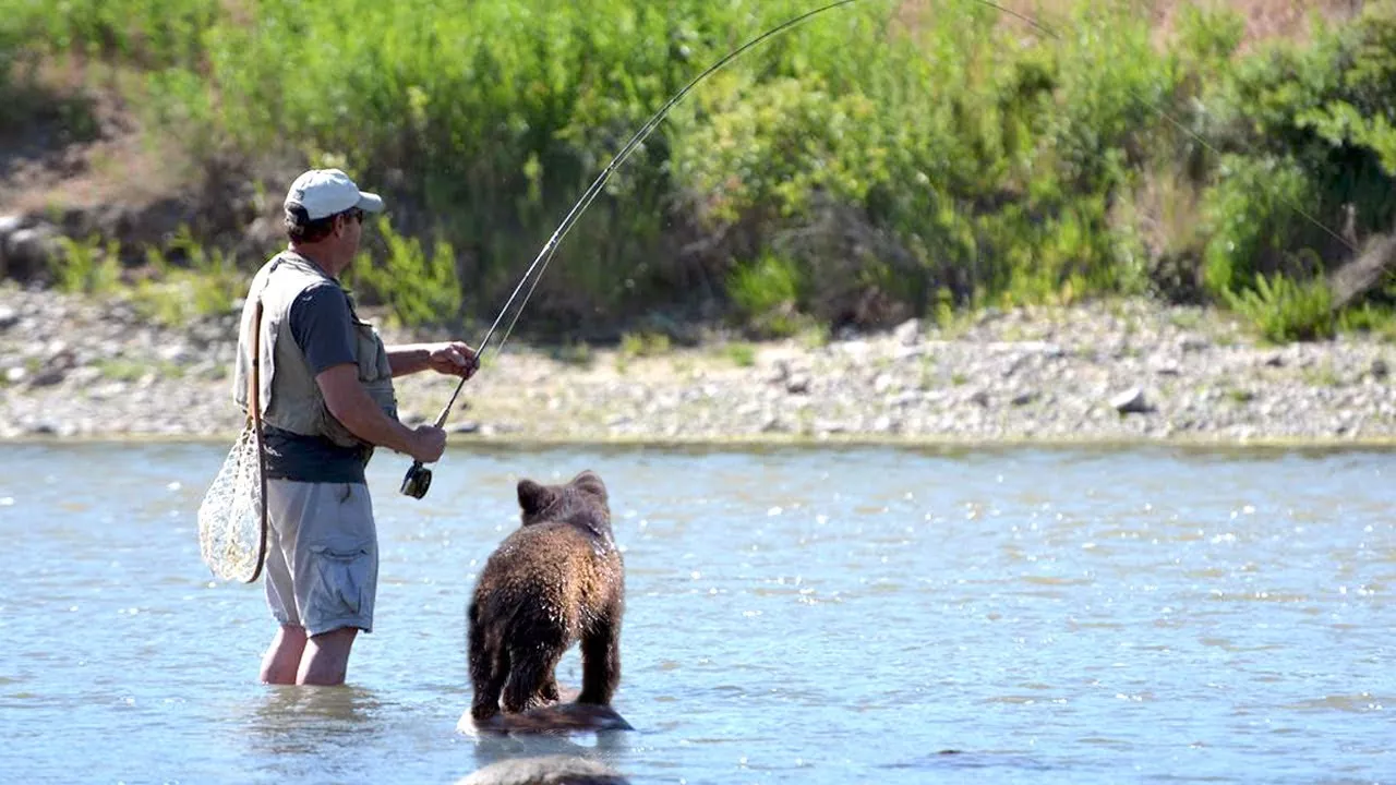 Медвежонок просил рыбу у рыбака и относил её своей раненой матери