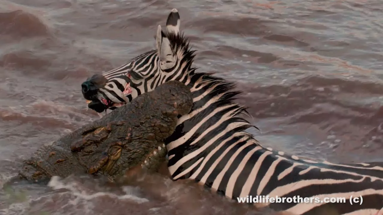 Exceptional! Zebra killed & eaten by crocodiles, hippo joining the feast. (warning explicit footage)