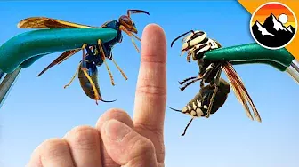 STUNG Twice - Wasp vs. Hornet!