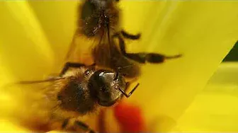 Пчелы на тюльпане, макросъёмка, пчела у пчелы ворует обножку.