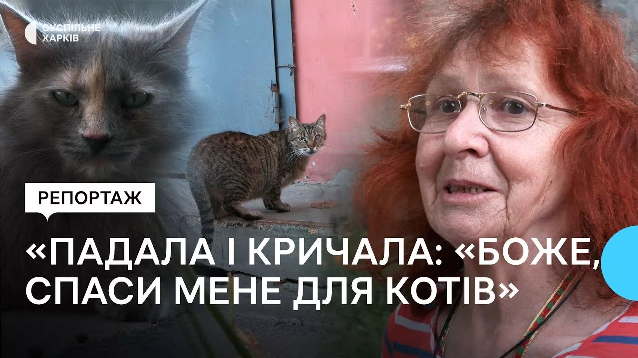 Жителька Північної Салтівки у Харкові опікується щонайменше 80 котами