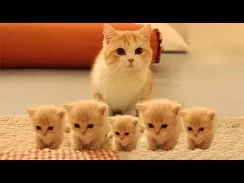 So many cute kittens videos compilation 2018