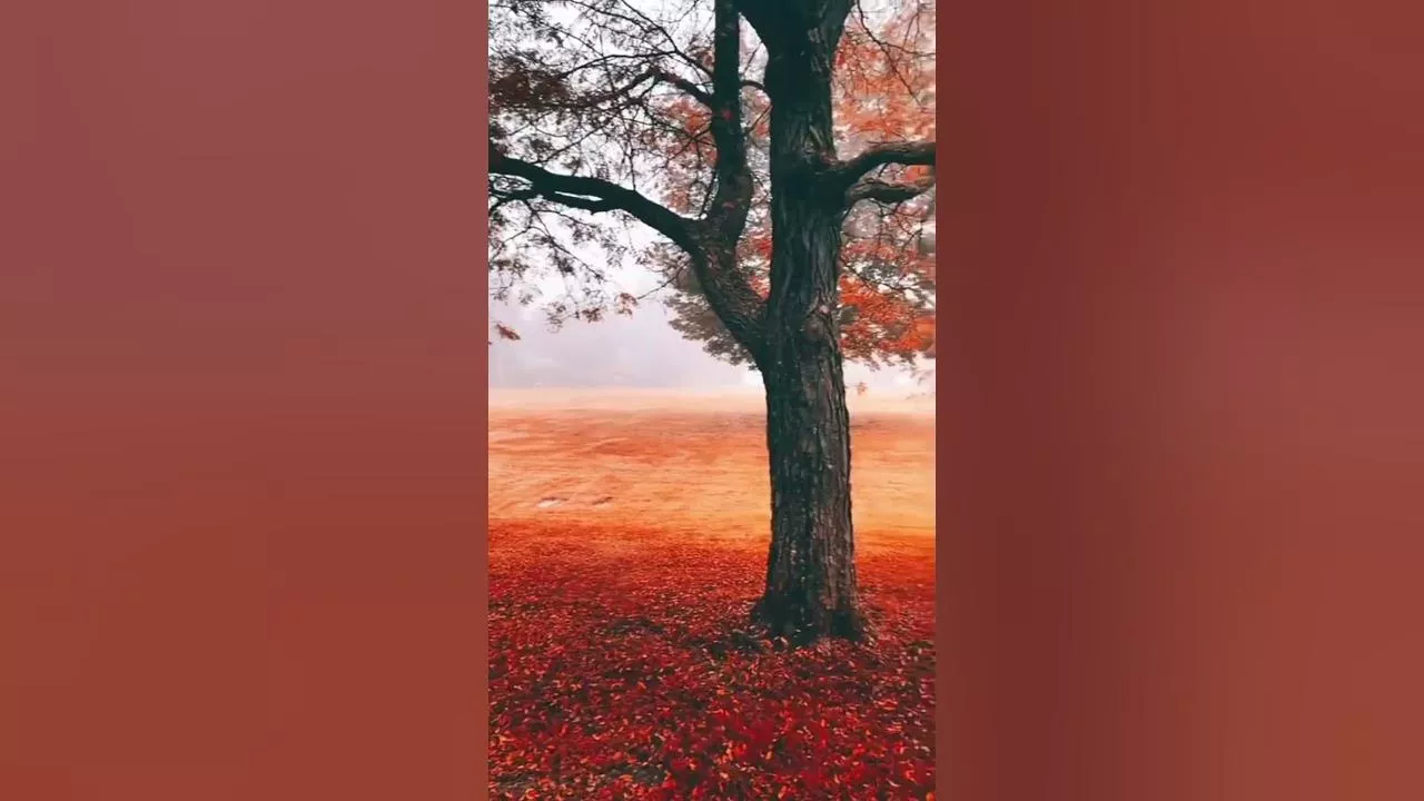 Красный лес | Красивая природа #shorts #nature #природа