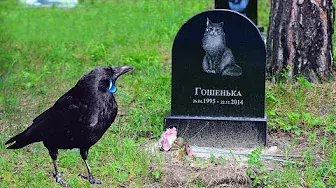 Ворон пришёл на похороны к лучшему другу, но то что произошло дальше...
