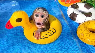 Baby Monkey Bon Bon swims with duck shaped swim float with puppy in the pool