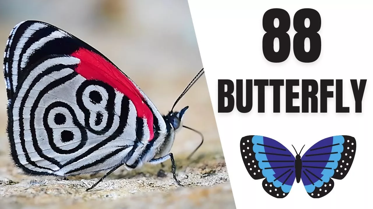 88 Butterfly 🦋 - Video by Thomas Marent
