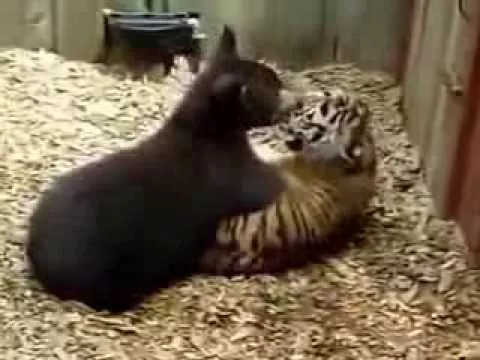 Дружно живут в зоопарке медвежонок и тигренок !!!