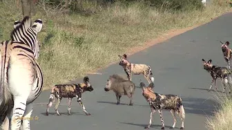 Warthog vs Pack of Wild Dogs - Clever Wild Animals