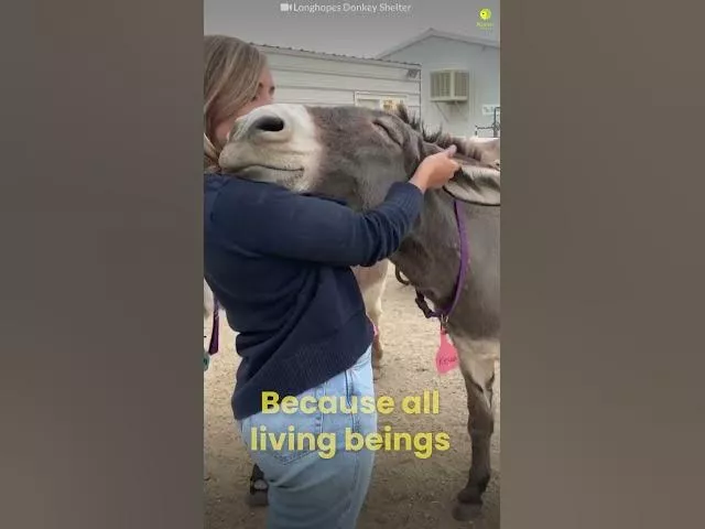 When Animals Love You