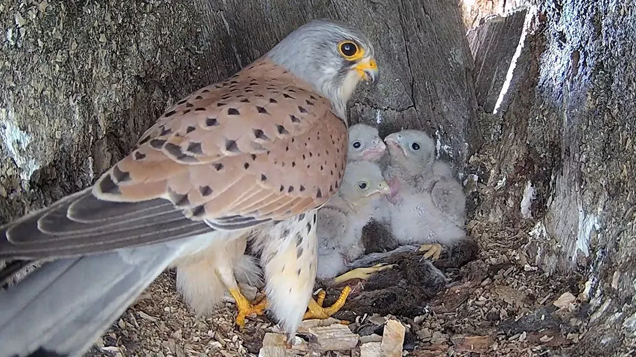 Kestrel Dad Learns to Feed his Chicks After Becoming Sole Parent