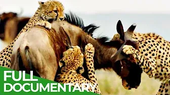 Cheetahs: Fastest Hunters in Africa | Free Documentary Nature
