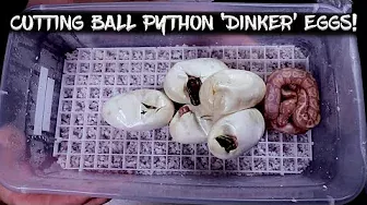 Cutting My Ball Python 'Dinker' Eggs!
