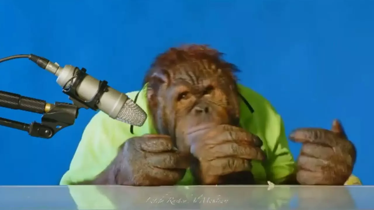 orangutan asmr | Orang Utan ASMR