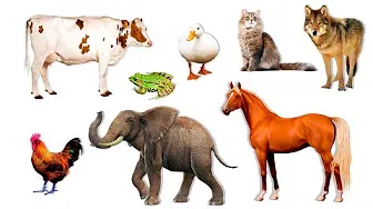Учим звуки животных по системе Монтессори  Как говорят животные для детей