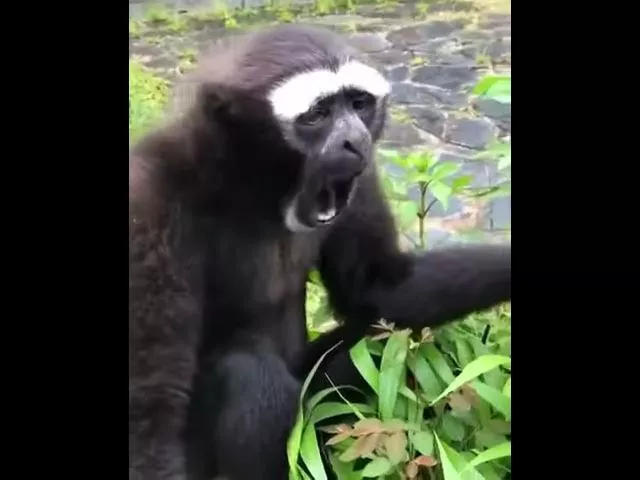 Гиббон кричит / Gibbon sounds