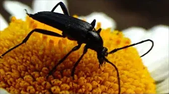 Дивовижний світ комах.Цікаві факти.Задачі ентомології.