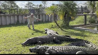 Feeding Monster Nile Crocodiles at Primitive Predators