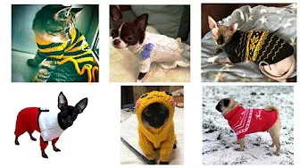 Идеи новогодних костюмов для котов и собак