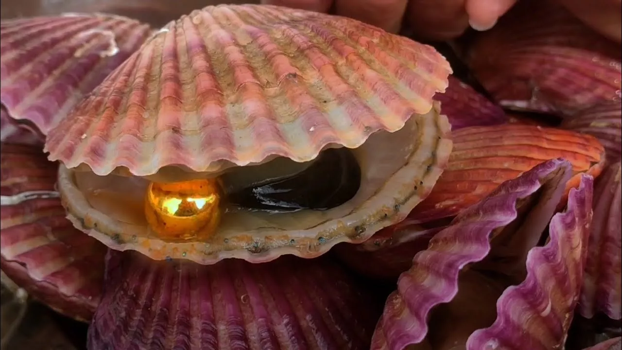 I found the golden pearl, inside the arctic scallop, it was huge!