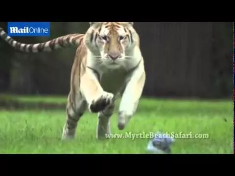 Breathtaking rare footage of tigers running at full speed