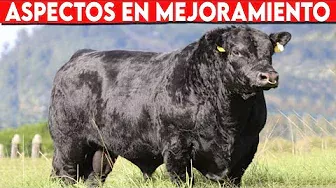 🔴 Aspectos En Los Que Debe Fijarse Al Implementar Mejoramiento Genético ✅ Vacas Lecheras //