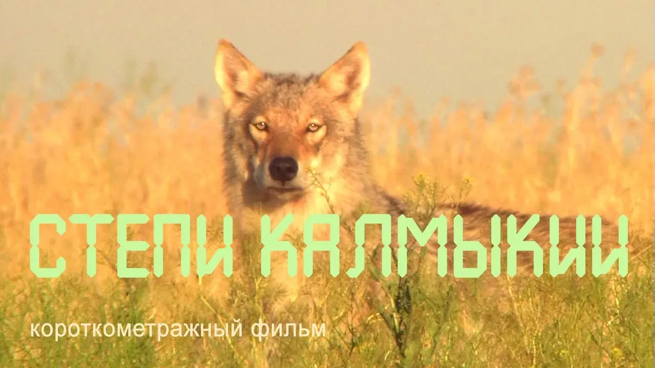Калмыкия.  Заповедник "Чёрные земли". Степные животные. Nature of Russia.